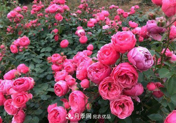 3種花，分別是花中之王、花中之相、花中皇后，哪種才***美的花(圖4)
