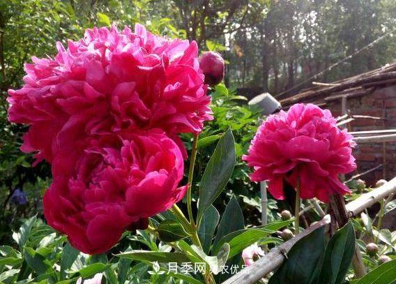 3種花，分別是花中之王、花中之相、花中皇后，哪種才***美的花(圖2)