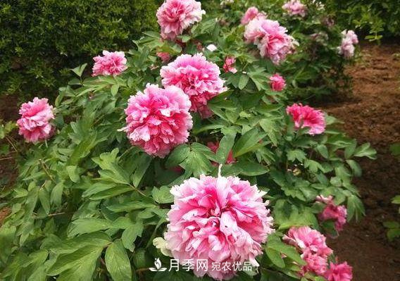 3種花，分別是花中之王、花中之相、花中皇后，哪種才***美的花(圖1)