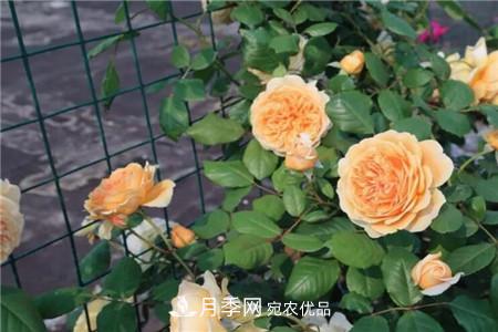 夏天亂澆水，月季多肉…澆一盆死一盆！(圖1)