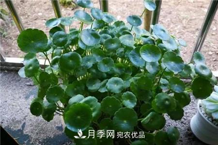 夏天亂澆水，月季多肉…澆一盆死一盆！(圖4)