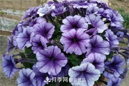 夏天亂澆水，月季多肉…澆一盆死一盆！(圖7)