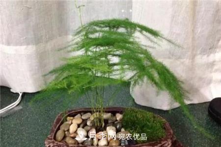 夏天亂澆水，月季多肉…澆一盆死一盆！(圖8)
