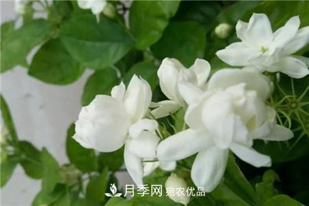 夏天亂澆水，月季多肉…澆一盆死一盆！(圖6)