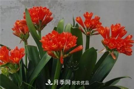 夏天亂澆水，月季多肉…澆一盆死一盆！(圖5)