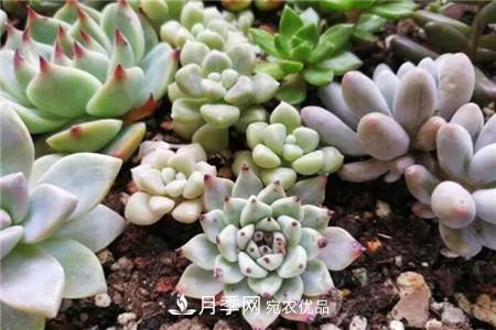 夏天亂澆水，月季多肉…澆一盆死一盆！(圖3)