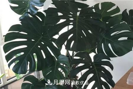 夏天亂澆水，月季多肉…澆一盆死一盆！(圖12)