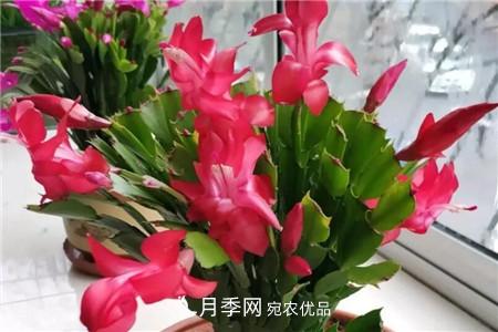 夏天亂澆水，月季多肉…澆一盆死一盆！(圖11)