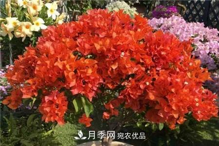 夏天亂澆水，月季多肉…澆一盆死一盆！(圖10)