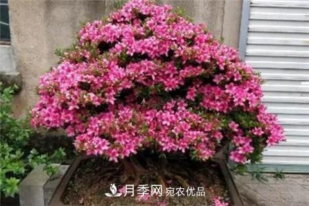 夏天亂澆水，月季多肉…澆一盆死一盆！(圖9)
