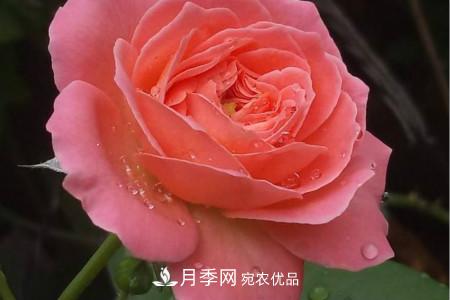 月季花冬天怎么過冬，冬天怎么剪枝(圖2)