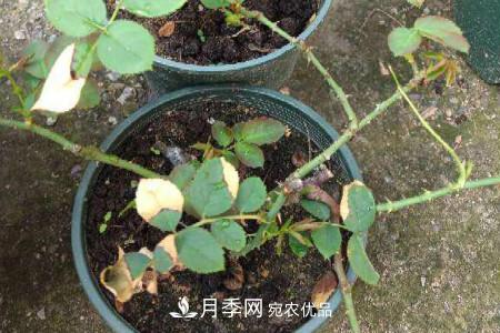 月季花冬天怎么過冬，冬天怎么剪枝(圖1)