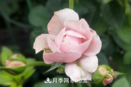 月季花冬天怎么過冬，冬天怎么剪枝(圖3)