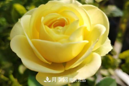 奶油龍沙月季是藤本還是灌木，怎么養(yǎng)？(圖3)