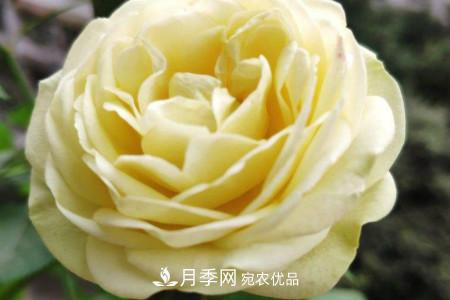 奶油龍沙月季是藤本還是灌木，怎么養(yǎng)？(圖2)