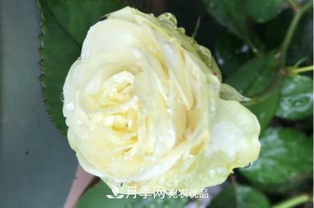 奶油龍沙月季是藤本還是灌木，怎么養(yǎng)？(圖1)