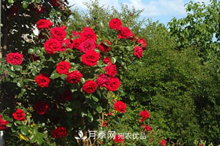 藤本月季怎么搭架子，怎么牽引？(圖1)
