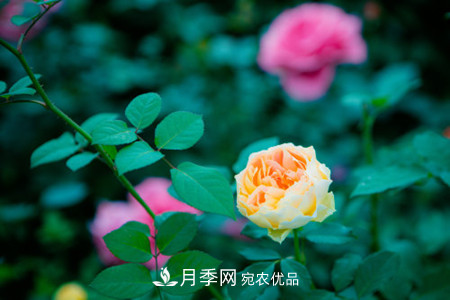 藤本月季怎么搭架子，怎么牽引？(圖2)