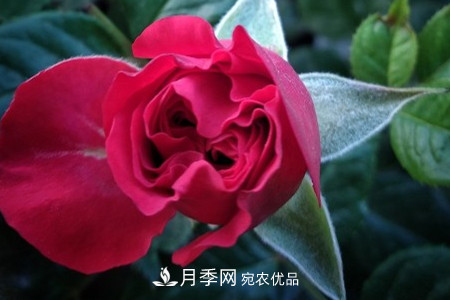 藤本月季怎么搭架子，怎么牽引？(圖3)