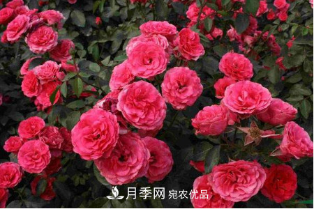 豐花月季的養(yǎng)殖方法和注意事項(xiàng)(圖1)