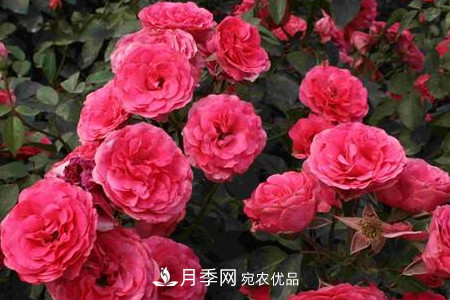 豐花月季的養(yǎng)殖方法和注意事項(xiàng)(圖3)