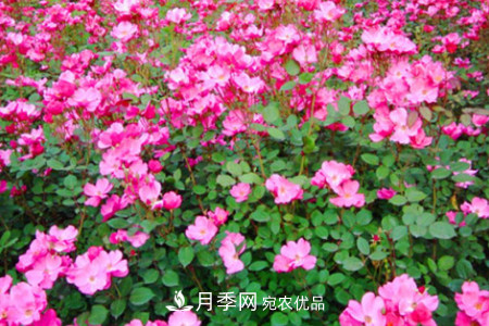 豐花月季的養(yǎng)殖方法和注意事項(xiàng)(圖2)