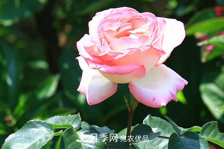 豐花月季的養(yǎng)殖方法和注意事項(xiàng)(圖4)