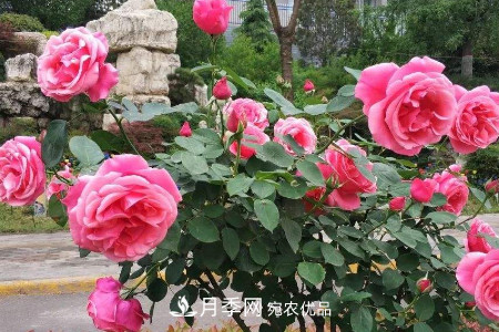 豐花月季的養(yǎng)殖方法和注意事項(xiàng)(圖5)