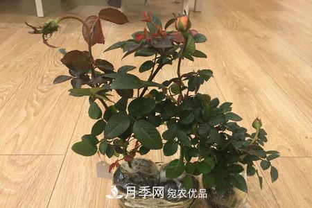 養(yǎng)護月季小苗要剪掉花苞嗎？(圖1)