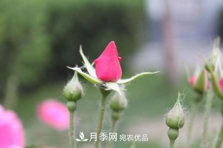 養(yǎng)護月季小苗要剪掉花苞嗎？(圖2)