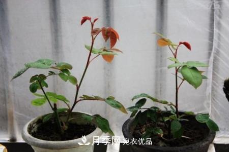 養(yǎng)護月季小苗要剪掉花苞嗎？(圖3)
