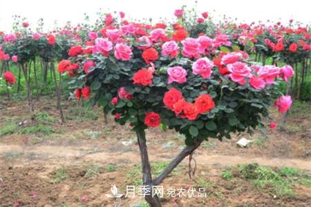 樹狀月季好養(yǎng)嗎，該怎么養(yǎng)護(hù)？(圖1)