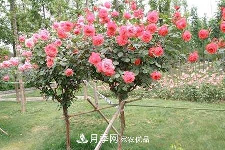 樹狀月季好養(yǎng)嗎，該怎么養(yǎng)護(hù)？(圖2)