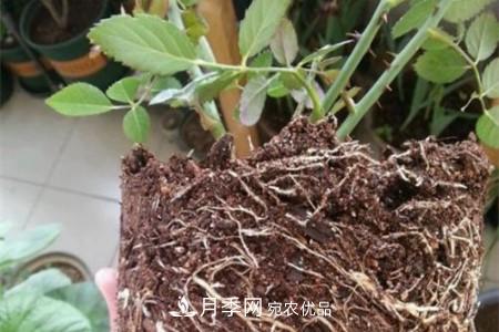 月季樹移栽注意事項(xiàng)？(圖2)