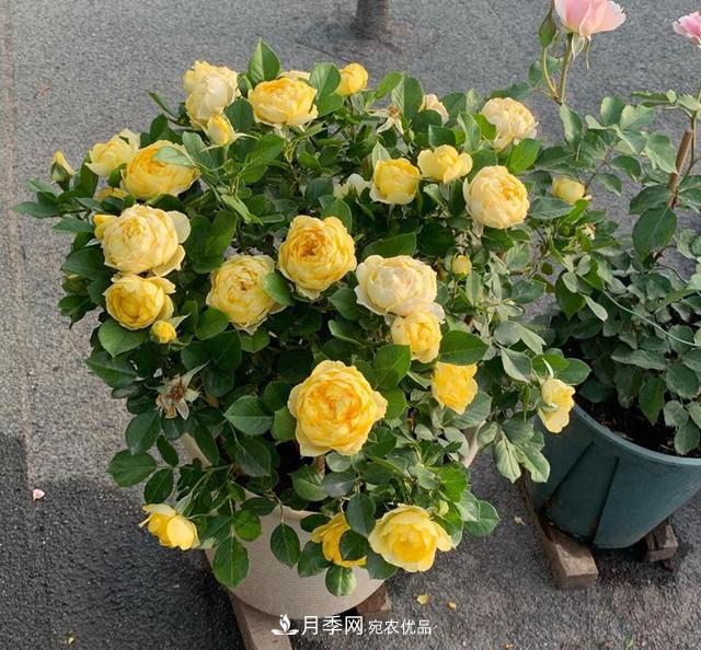 想要月季秋天爆花？9月養(yǎng)護很關(guān)鍵！做好這3點一盆開出幾十朵花(圖1)