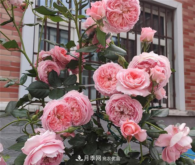 想要月季秋天爆花？9月養(yǎng)護很關(guān)鍵！做好這3點一盆開出幾十朵花(圖2)