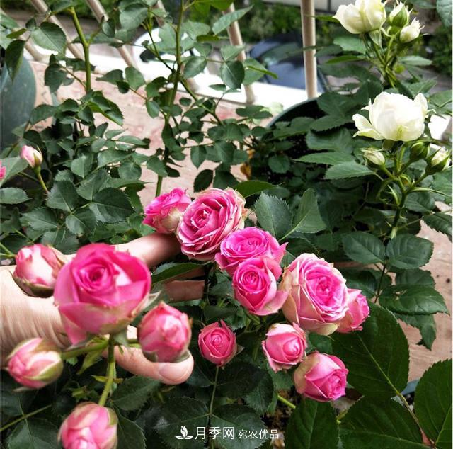 想要月季秋天爆花？9月養(yǎng)護很關(guān)鍵！做好這3點一盆開出幾十朵花(圖4)