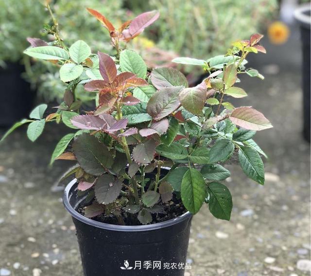 想要月季秋天爆花？9月養(yǎng)護很關(guān)鍵！做好這3點一盆開出幾十朵花(圖3)