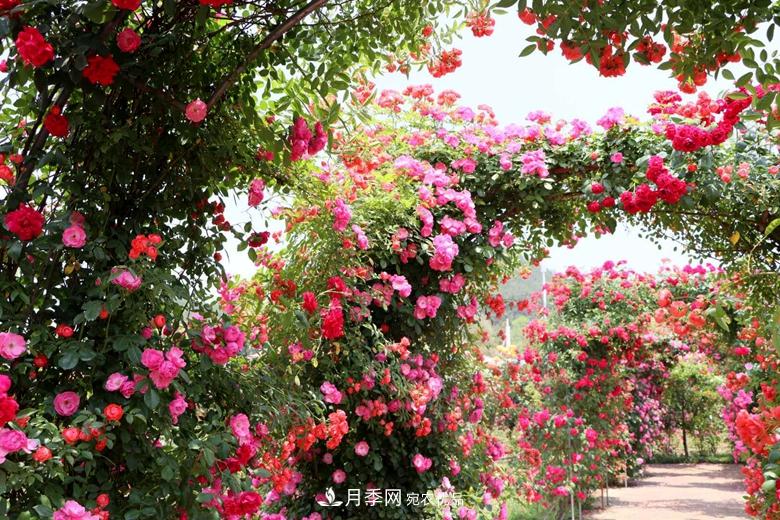 拱門造型月季浪漫穿行，花開花落歲月靜好(圖2)