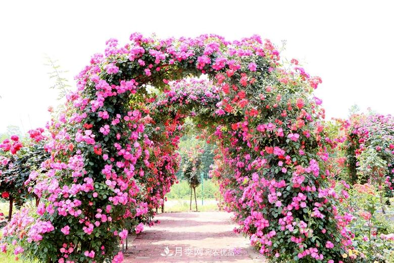 拱門造型月季浪漫穿行，花開花落歲月靜好(圖1)
