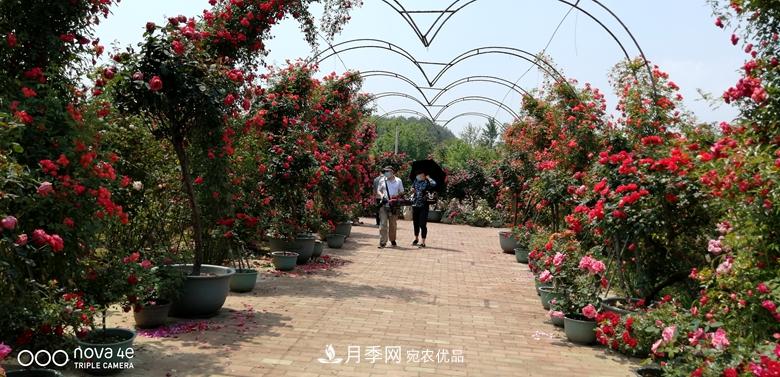 拱門造型月季浪漫穿行，花開花落歲月靜好(圖5)