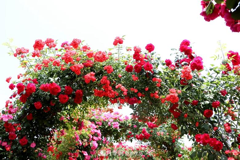 拱門造型月季浪漫穿行，花開花落歲月靜好(圖4)