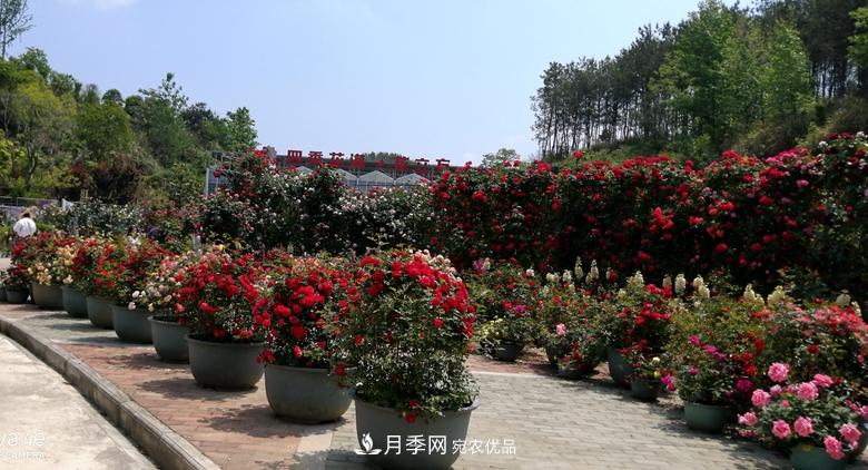 拱門造型月季浪漫穿行，花開花落歲月靜好(圖6)
