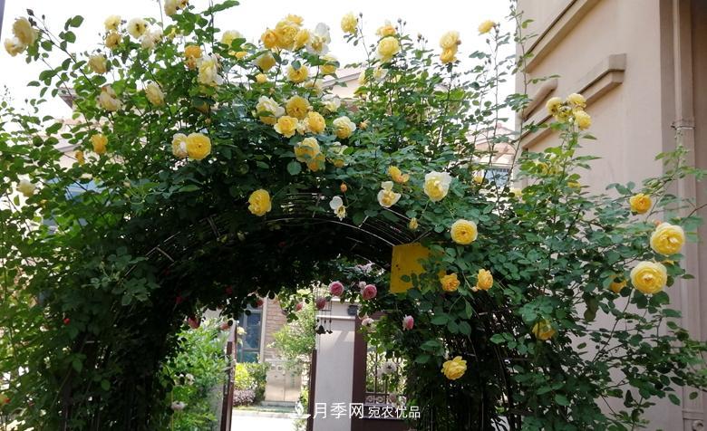 拱門造型月季浪漫穿行，花開花落歲月靜好(圖7)