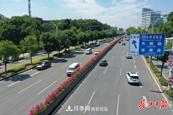 湖北武漢百萬株月季“理發(fā)”，國慶節(jié)前將綻放街頭(圖2)
