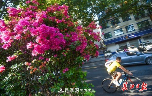 湖北武漢百萬株月季“理發(fā)”，國慶節(jié)前將綻放街頭(圖6)