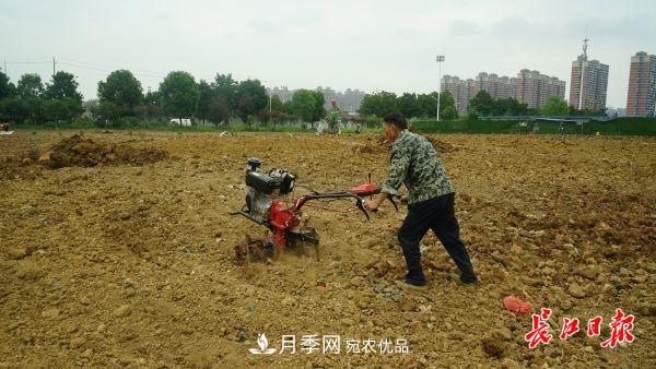 湖北武漢百萬株月季“理發(fā)”，國慶節(jié)前將綻放街頭(圖4)