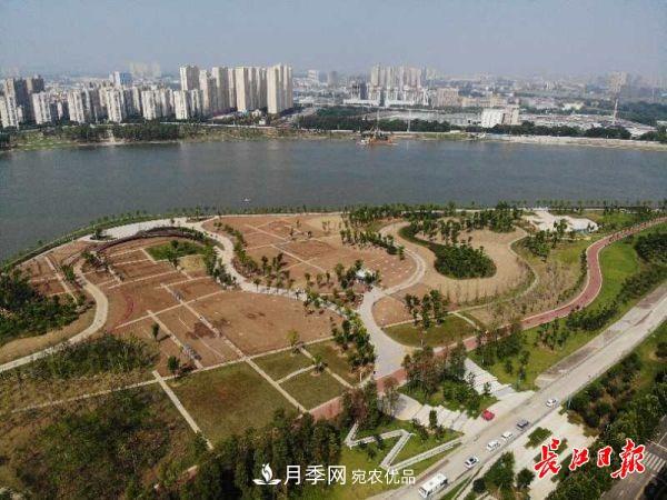 湖北武漢百萬株月季“理發(fā)”，國慶節(jié)前將綻放街頭(圖5)