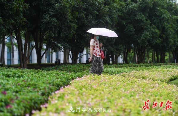 湖北武漢百萬株月季“理發(fā)”，國慶節(jié)前將綻放街頭(圖7)