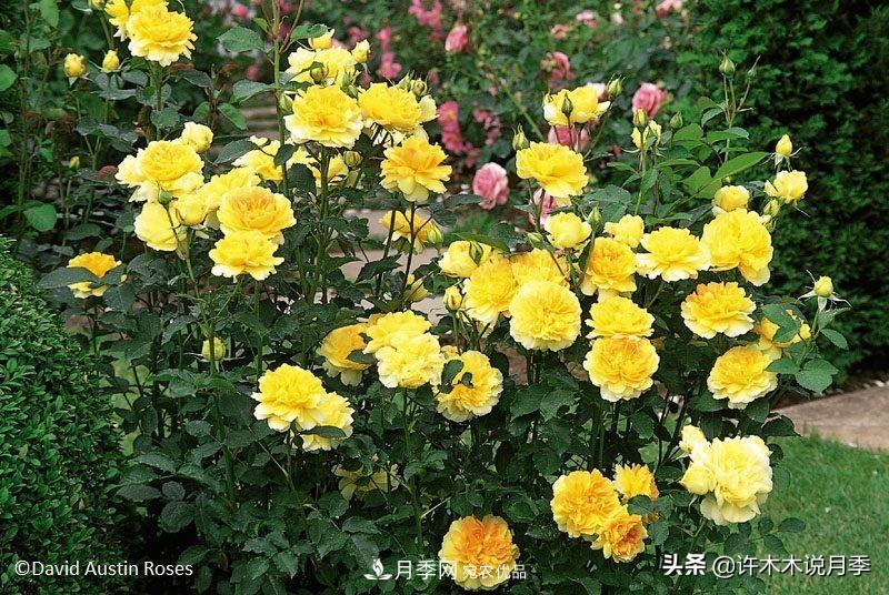 哪些月季更好更值得種植？擦亮眼睛全面分析月季優(yōu)缺點(diǎn)(圖1)